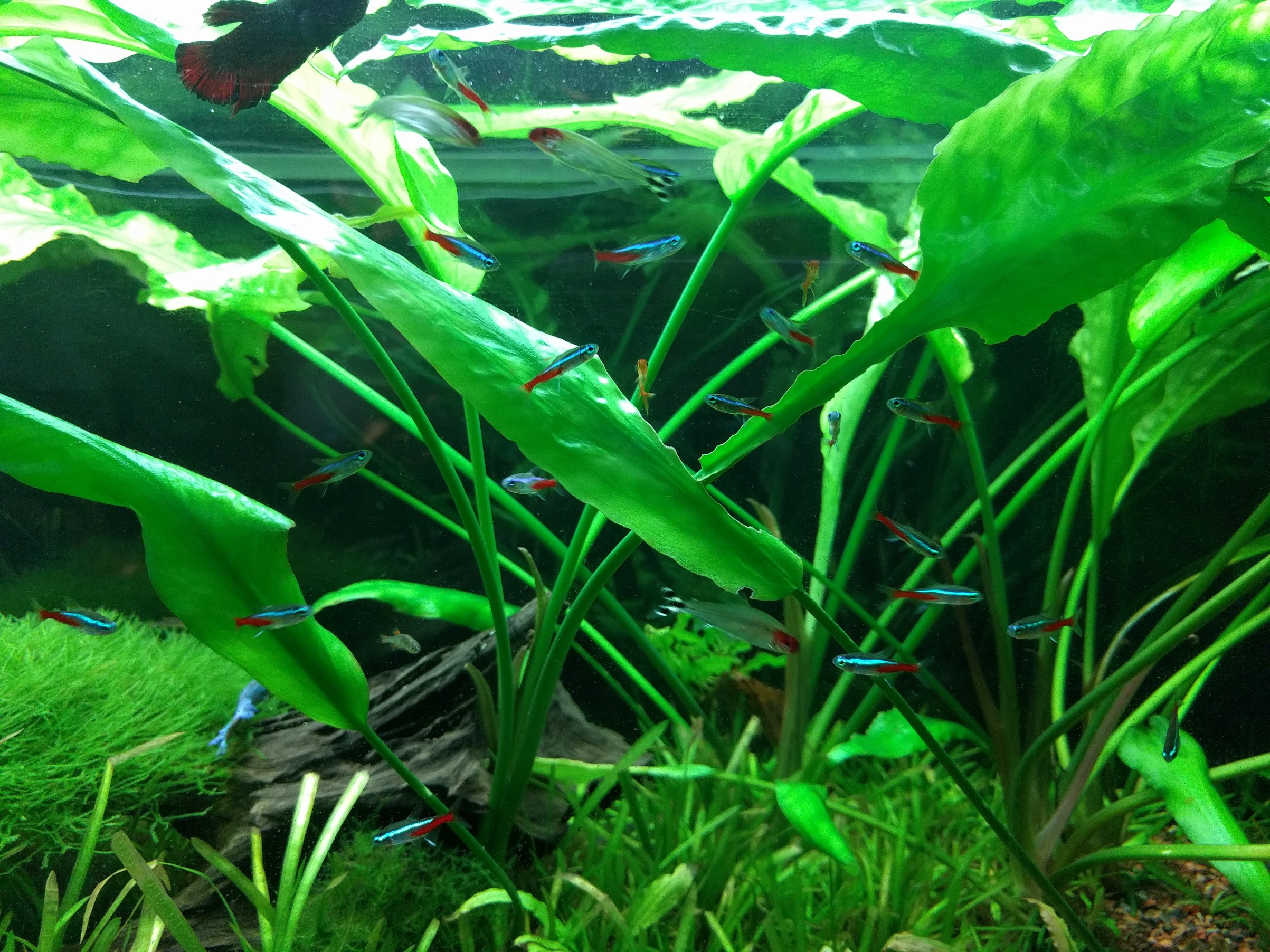 Planted Aquarium