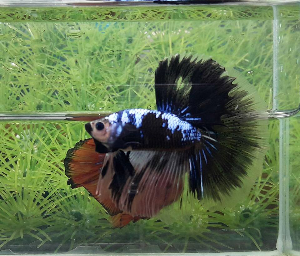 Another Male Koi Betta Fish