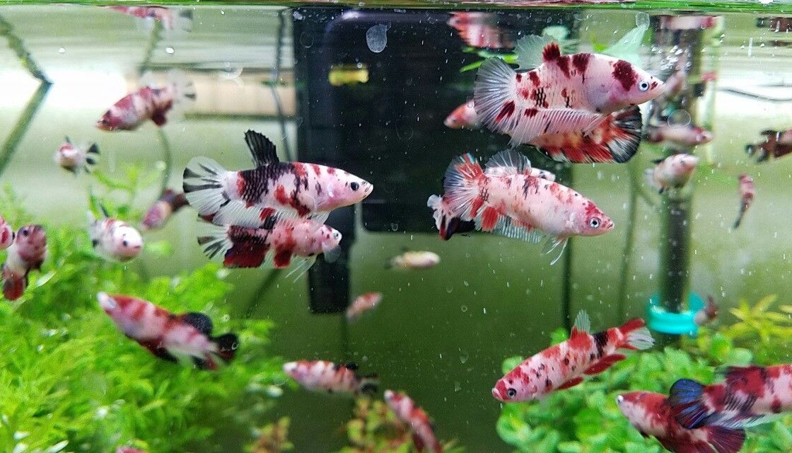 Betta Sorority