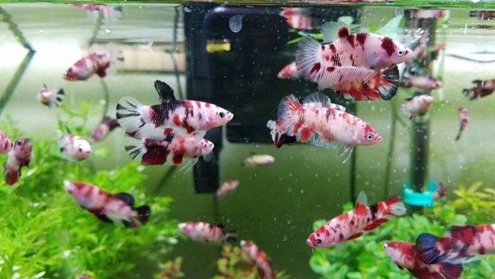 Betta Sorority