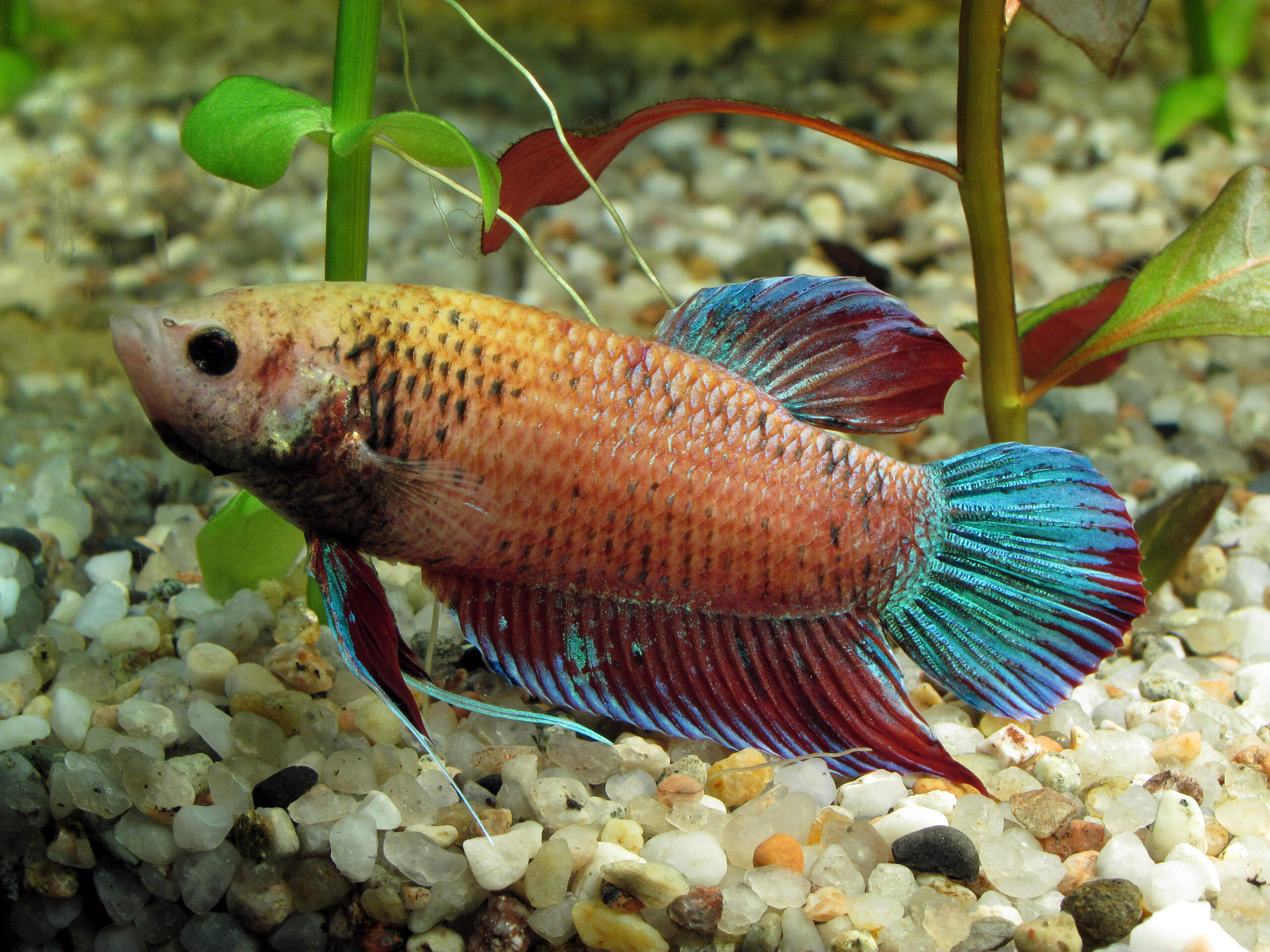 Siamese Fighting Fish/Betta Fish: Keeping Tips(with Pictures! 