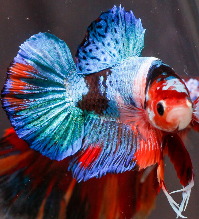 betta marble gene