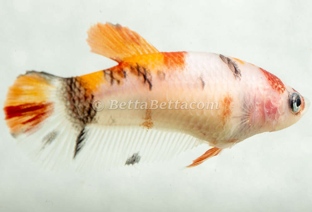 koi female betta